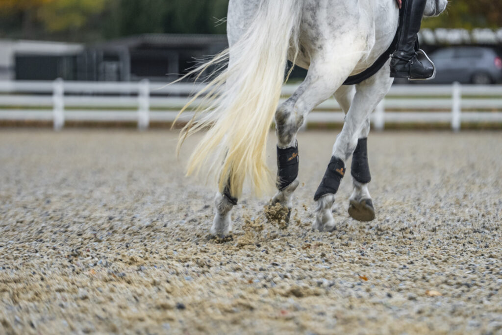 Horse practicing flatwork in Cortium’s expertly maintained all-weather arena