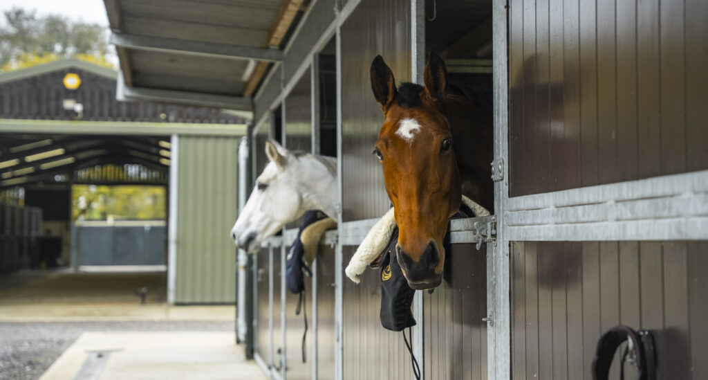 Horses in Cortium stables, cared for on a private equestrian estate near London