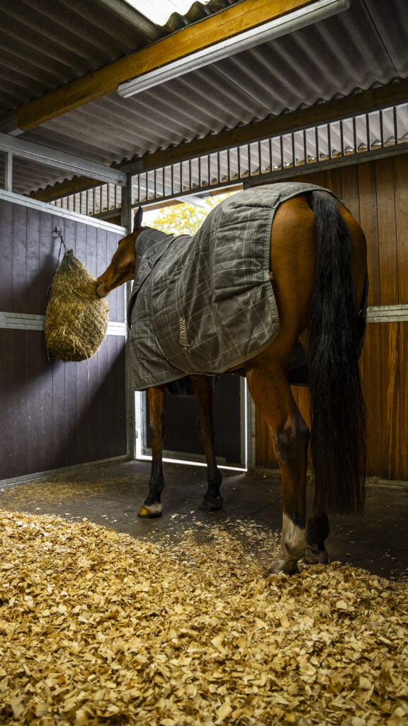 Horse enjoying Ad lib hay in Cortium stable