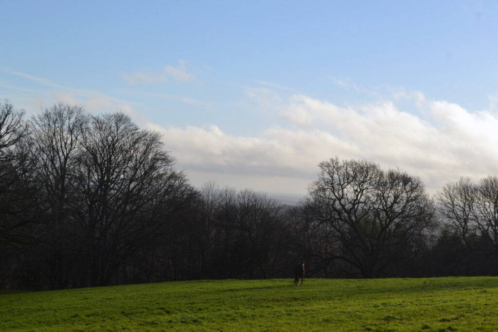 Horse grazing in well-maintained all-year turnout paddocks at Cortium Surrey equestrian estate