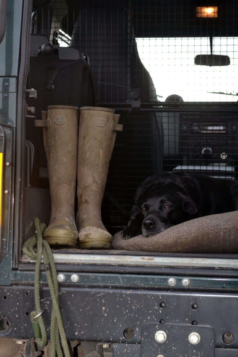 Cortium's black labrador enjoying a view of the best equestrian facilities in Surrey