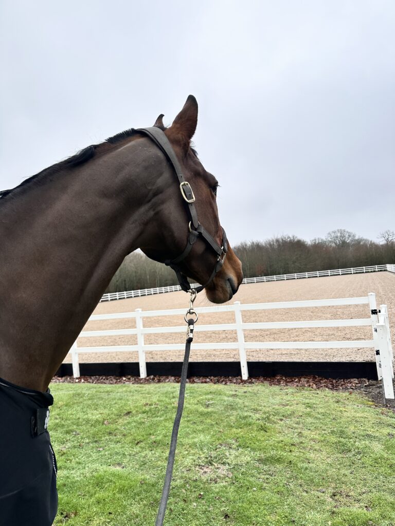 Sport horse looking across the best menage in Surrey
